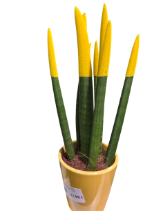Sansevieria cilindrica amarilla